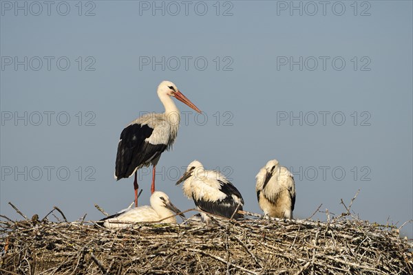 White Stork