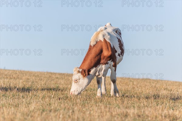 Montbeliarde cow in a pasture. Doubs