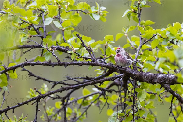 Common Redpoll