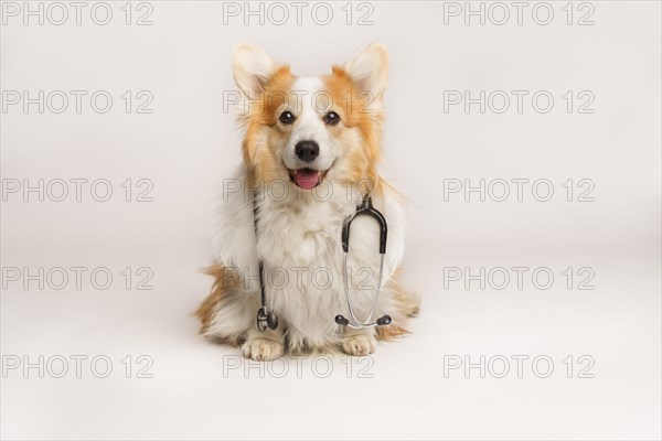 A cute pembroke Welsh Corgi dog sits with a stethoscope around his neck. Studio