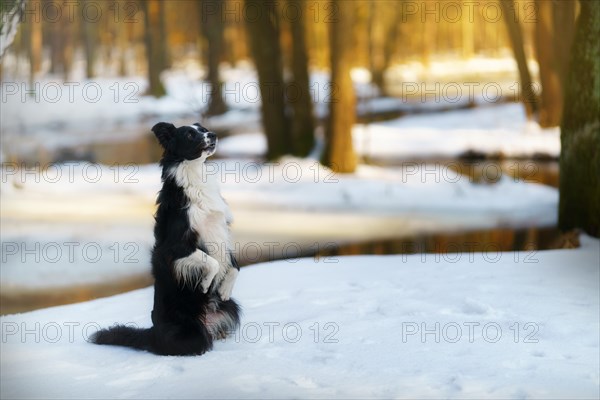 A Border Collie dog poses and shows various tricks in a somewhat wintery setting. Little snow