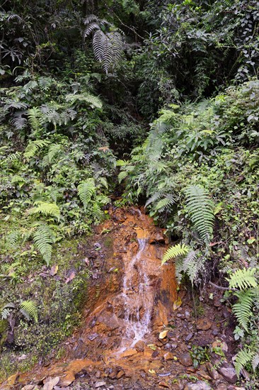 Tropical Cloud Forest landscape