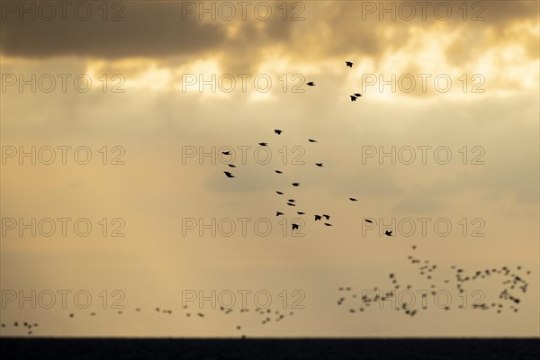 Common starling