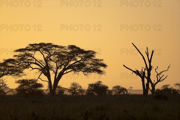 Umbrella thorn acacias