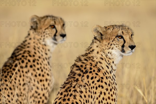 Two cheetahs