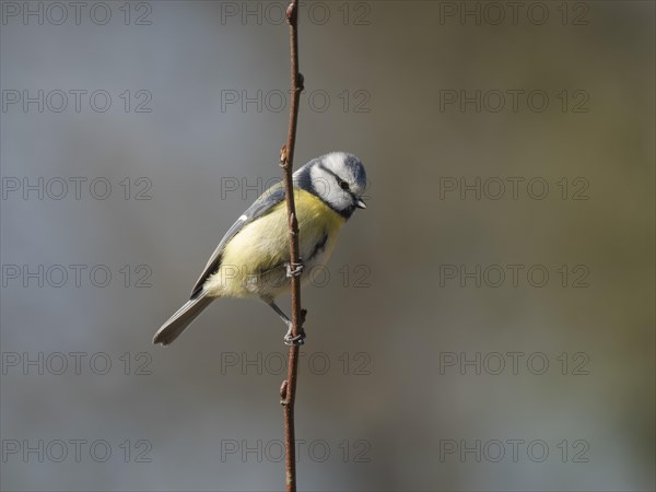 Blue tit