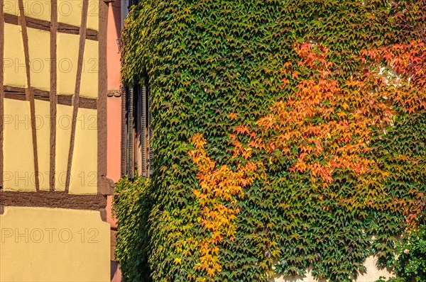 Half-timbered house covered with Virginia creeper. Alsace France