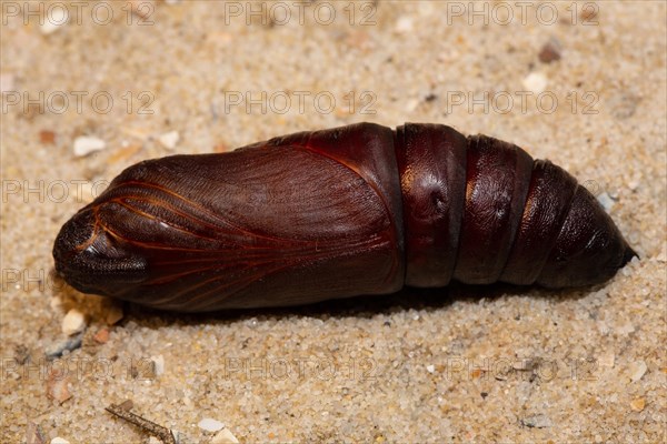 Privet hawk moth pupa lying on sand