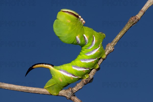 Privet hawk moth caterpillar sitting on branch right looking up against blue sky