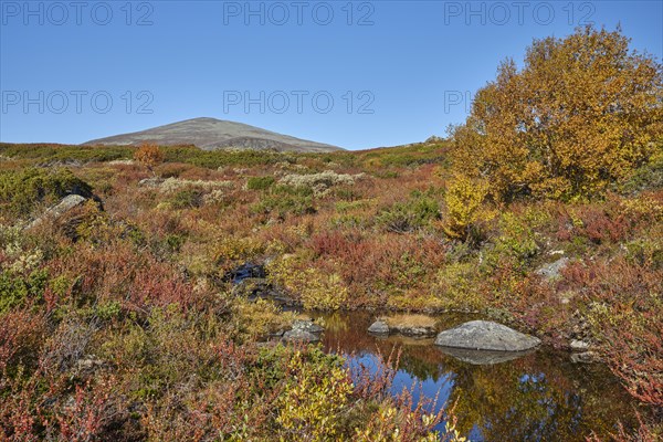 Dovrefjell National Park in autumn