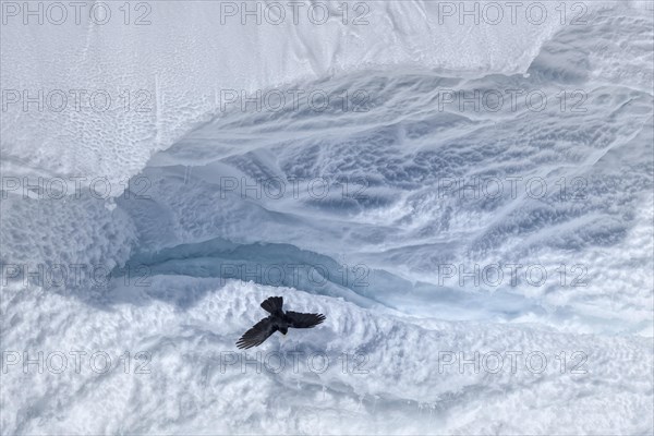 Alpine chough