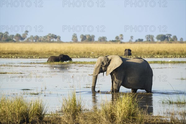 African elephant