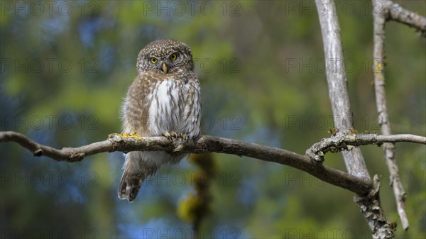 Pygmy Owl