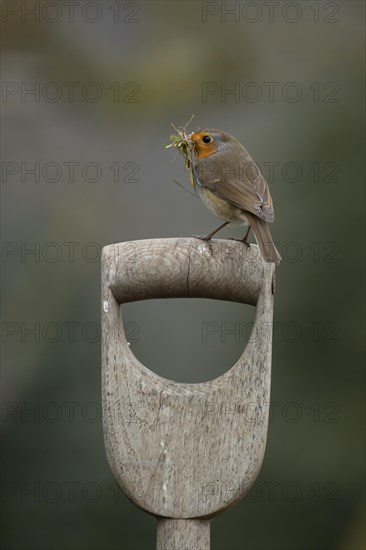 European robin