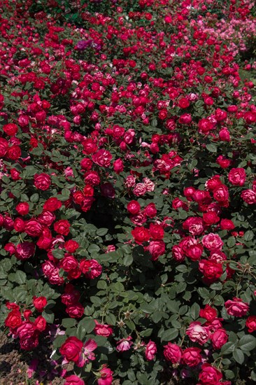 Blooming beautiful colorful roses as floral background