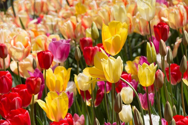 Blooming colorful tulip flowers in garden as floral background