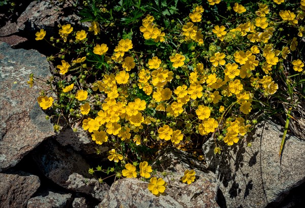 Blooming beautiful colorful wild flowers in Artvin highland