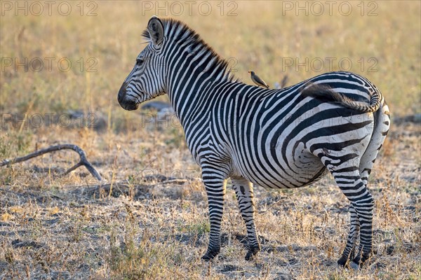 Plains Zebra of the subspecies crawshay's zebra