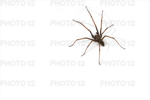 European common house spider