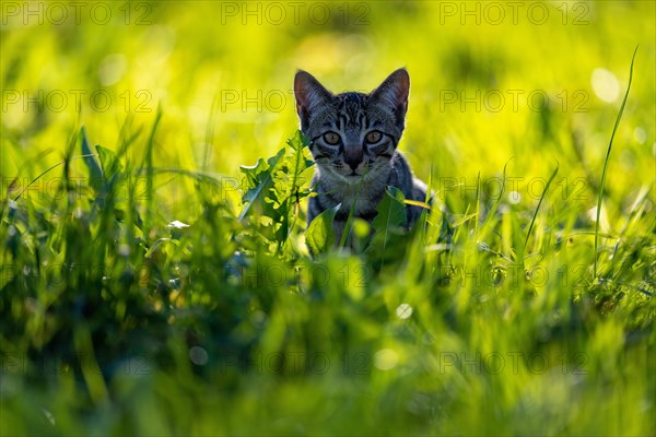 European domestic cat