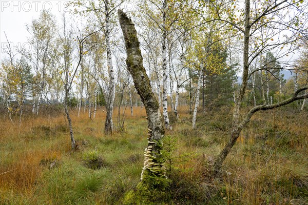 Autumn in the Kendlmuehlfilzen high moor