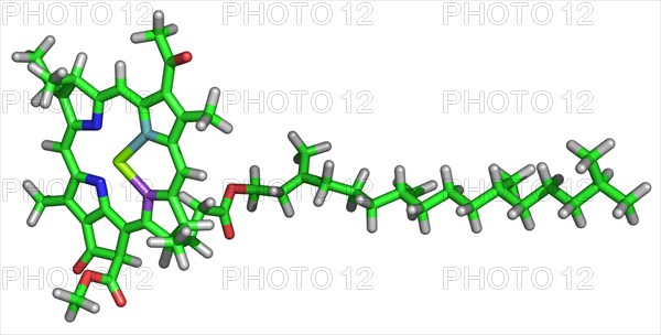 Chlorophyll Molecule