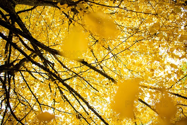 Light-flooded autumn forest