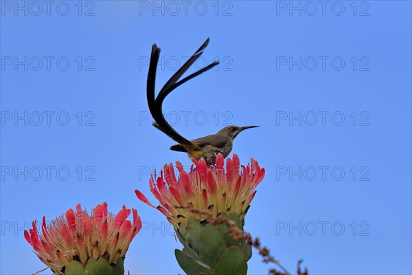 Cape sugarbird