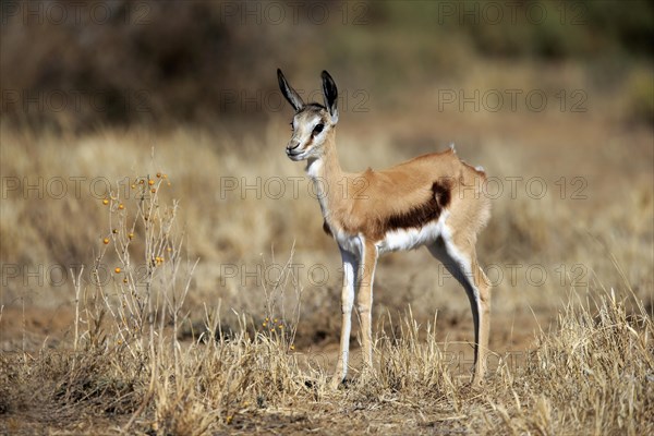 Springbok