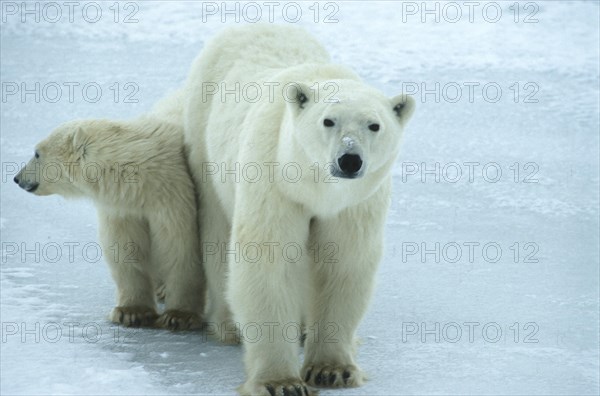 Polar bear