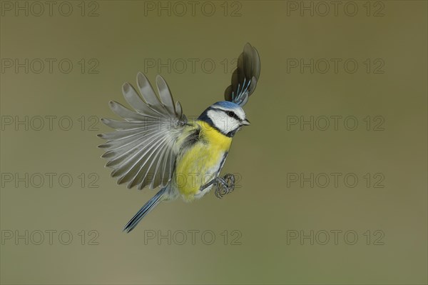 Blue Tit