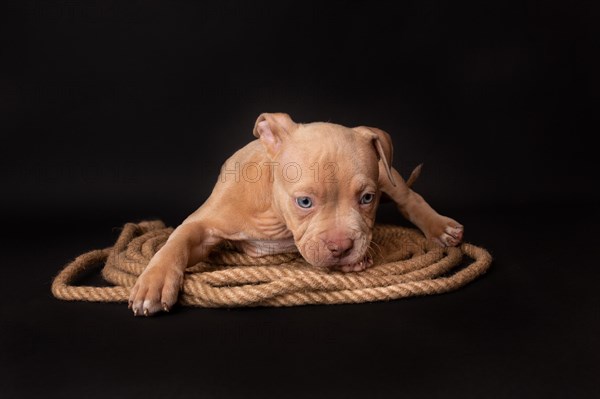 Puppy American Pit Bull Terrier sitt on a jute cord on black background in studio