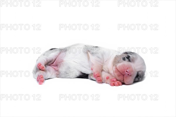 Ten days old excellent puppies of the Welsh Corgi Pembroke