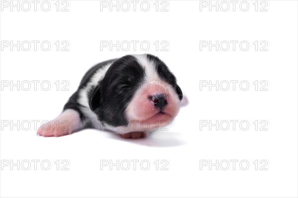 Ten days old excellent puppies of the Welsh Corgi Pembroke