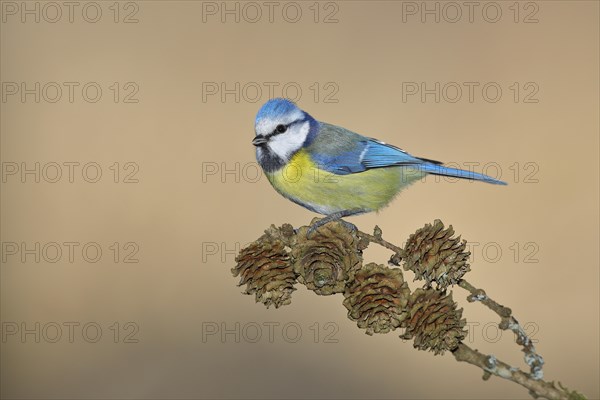 Blue tit