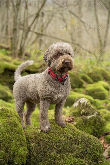 Lagotto Romagnolo outdoor