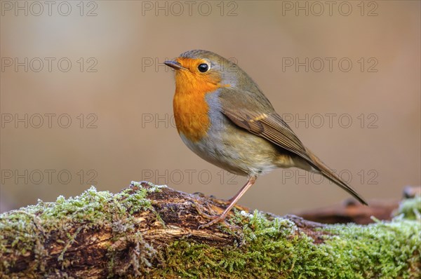 European robin