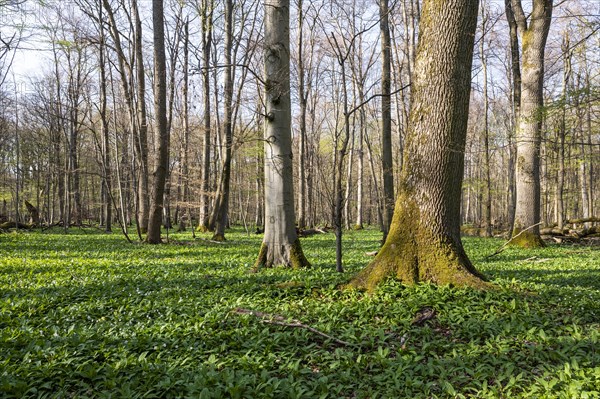 Deciduous forest and leaves of ramsons