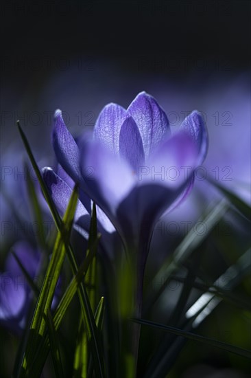 Purple spring crocus