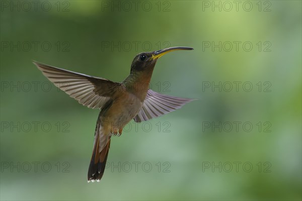 Rufous-breasted Hermit