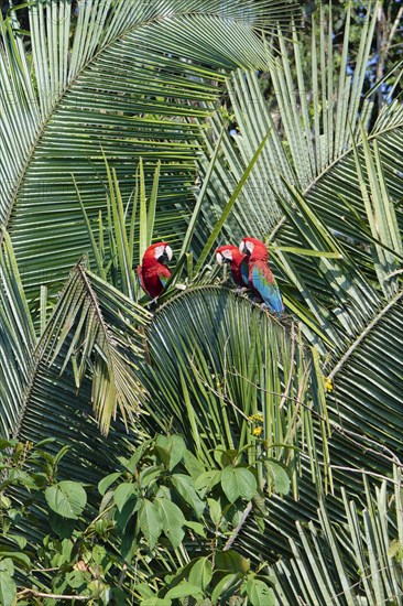 Red-and-green Macaws