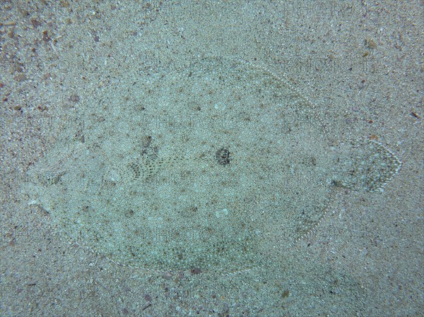 Well camouflaged peacock flounder