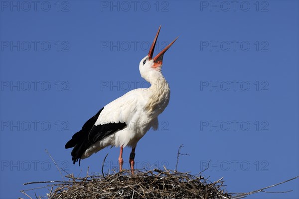 White stork