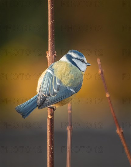 Blue Tit