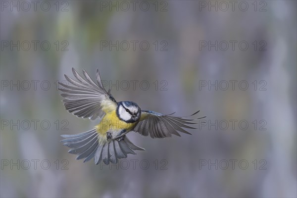 Blue tit