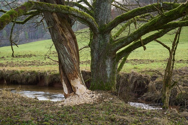 Beaver