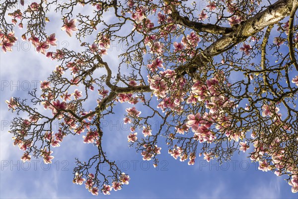 Flowering of magnolias at Wilhelma