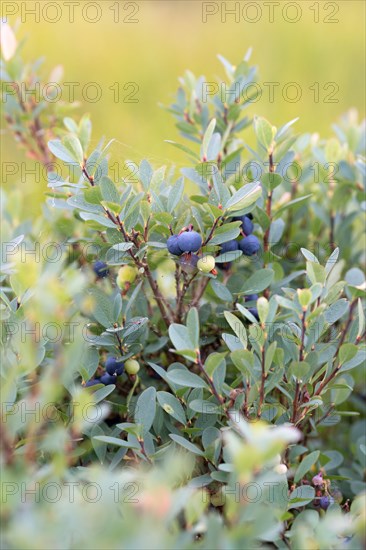 Bog bilberry