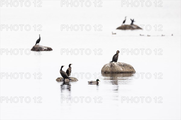 Great cormorant