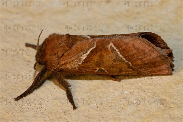 Dock root borer Butterfly with closed wings sitting on stone slab looking left